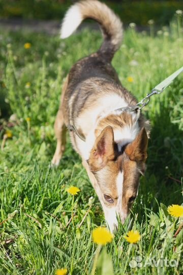 Зажигательная Трэйси в добрые руки