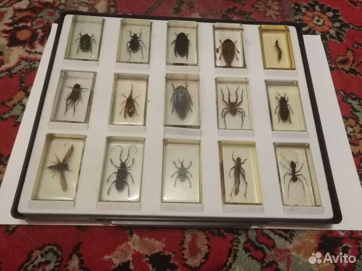 Настоящие насекомые и их знакомые