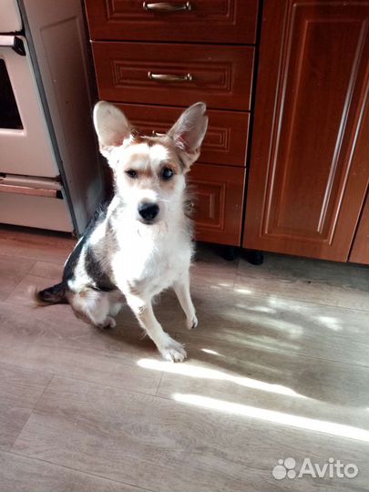 Фокстерьер