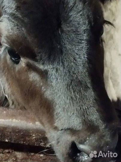 Тёлочка и бык