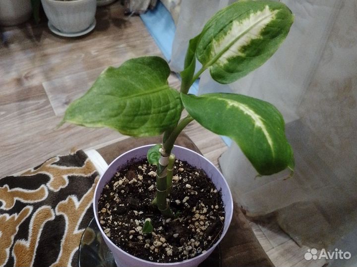 Комнатные растения