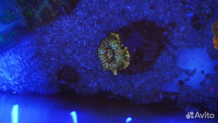 Морские кораллы