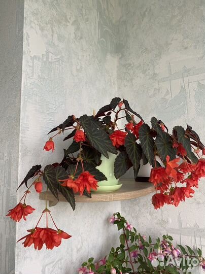 Бегония ампельная