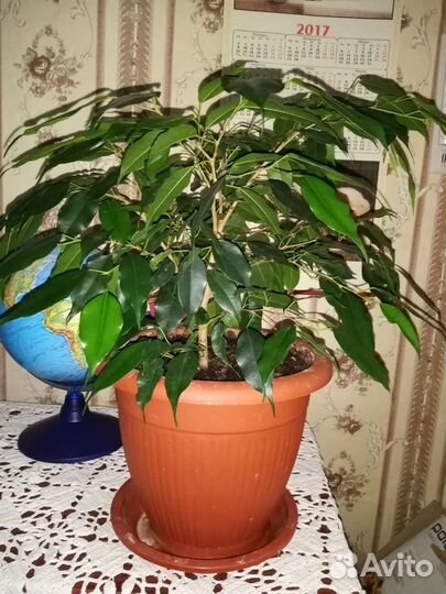 Фикус бенджамина