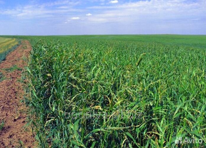 Продаю семена суданской травы