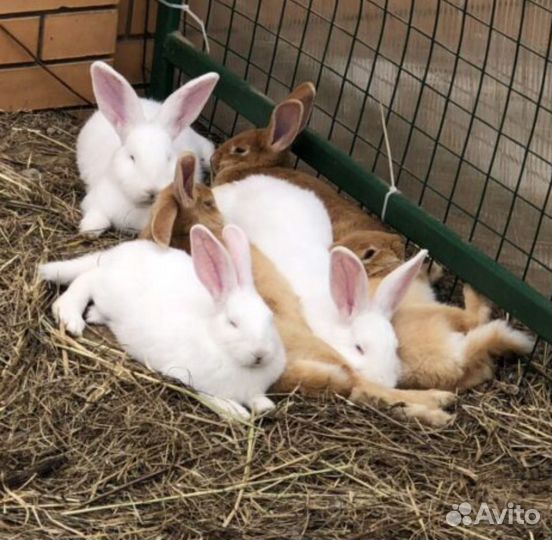 Индоутки кролики петухи
