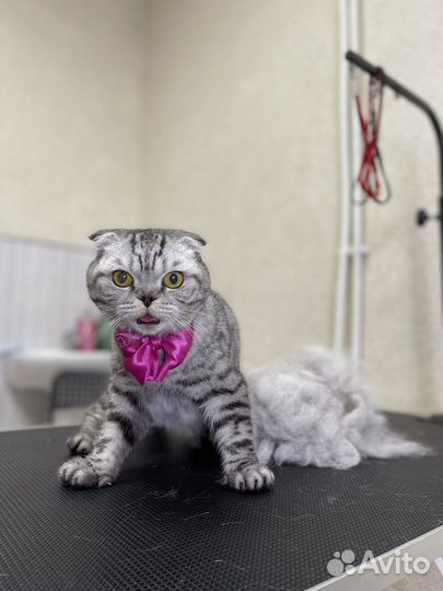 Стрижка / экспресс-линька кошек и собак