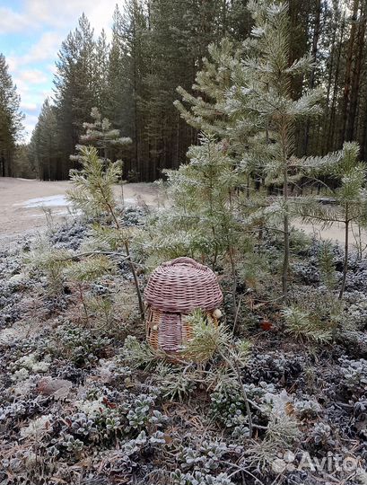 Гриб плетенный