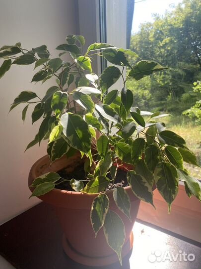Фикус бенджамина