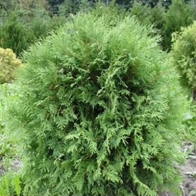 Туя западная колумна. Колючая туя. Джуниперус стрикта. Конусовидные туи сорта с фото и описанием. Можжевельник весенний побег.