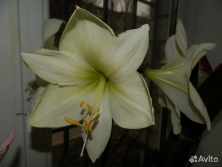 Гиппеаструм сорта 