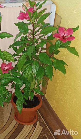 Гибискус пестролистный
