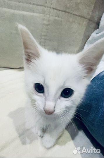 Котенок ищет дом