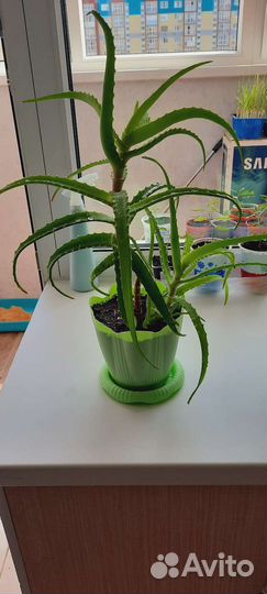 Комнатные цветы алоэ
