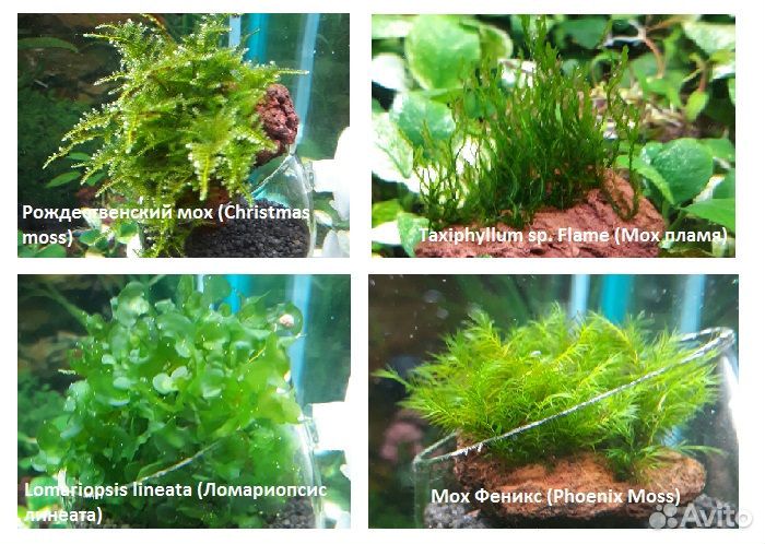 Анубиасы, ротала,лудвигия,погостемон и т.д