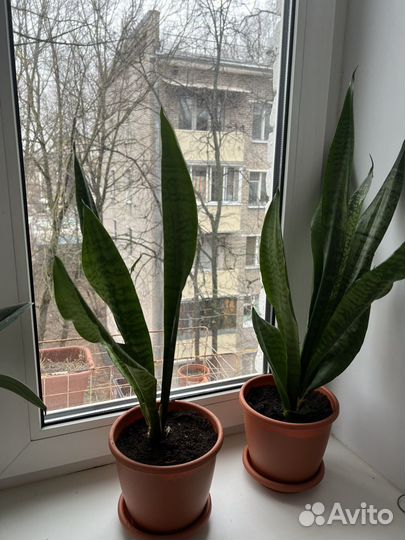 Сансевиерия (тещин язык)