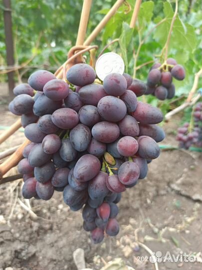 Саженцы винограда