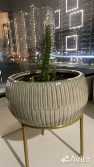 Кактус отростки