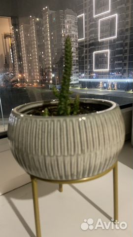 Кактус отростки