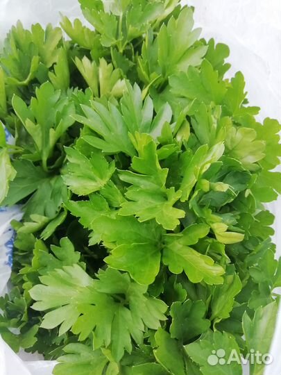 Кинза, Петрушка и Укроп