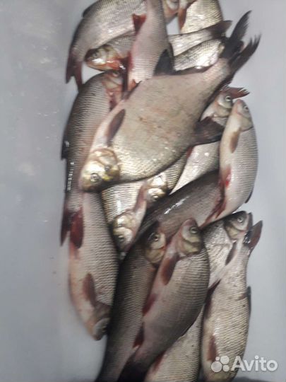 Живая, свежая рыба
