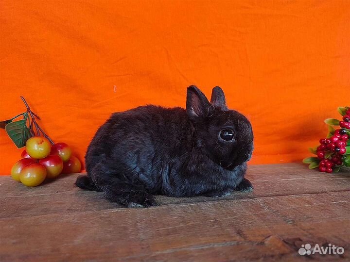 Декоративные mini кролики