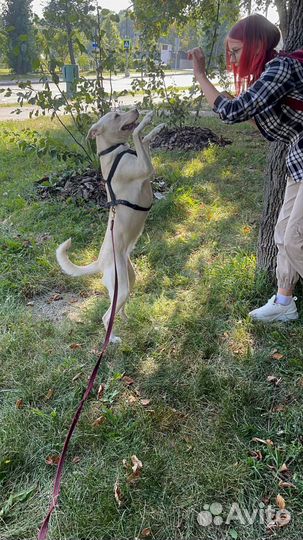 Метис лабрадора