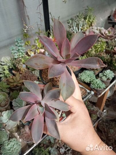 Суккуленты пахиверия эхеверия