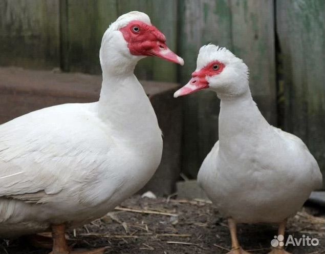 Семьи индоуток