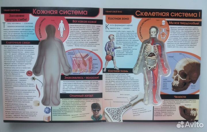 Энциклопедия Узнай свое тело, модель