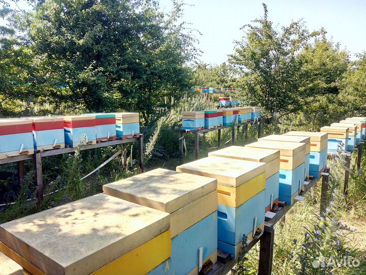 Пчеломатки Бакфаст