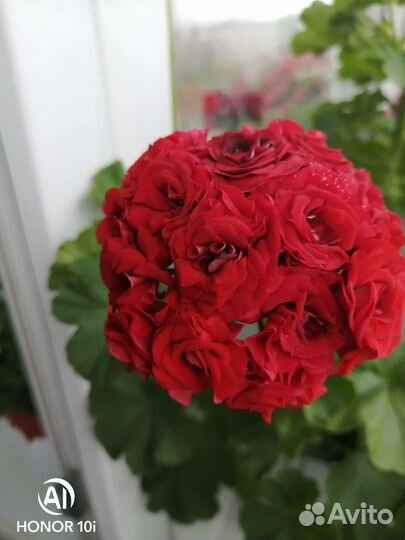 Пеларгония розебудная