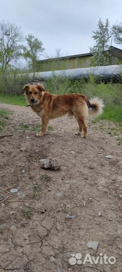Собаки в дар бесплатно