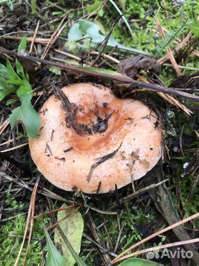 Гриб печень свежий