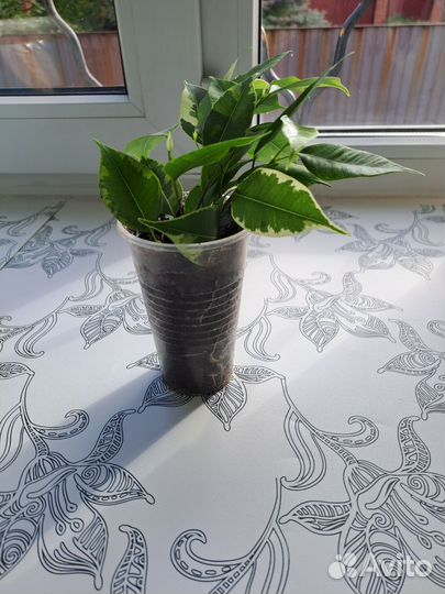 Фикус бенджамина пестролистный