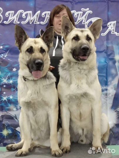 Шикарные щенки восточно-европейской овчарки