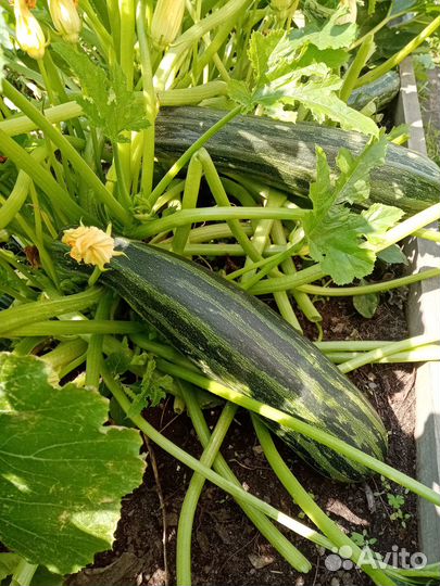 Продам Кабачки домашние