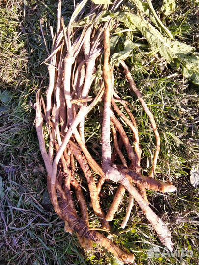 Хрен рассада