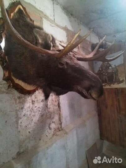 Чучела животных