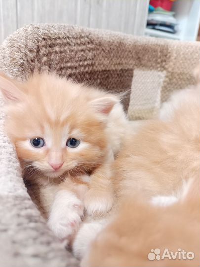 3 рыжих котенка и 1 персиковый