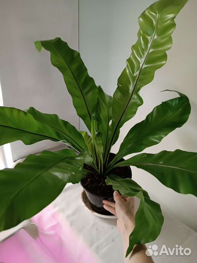 Асплениум. Очень пышный папоротник