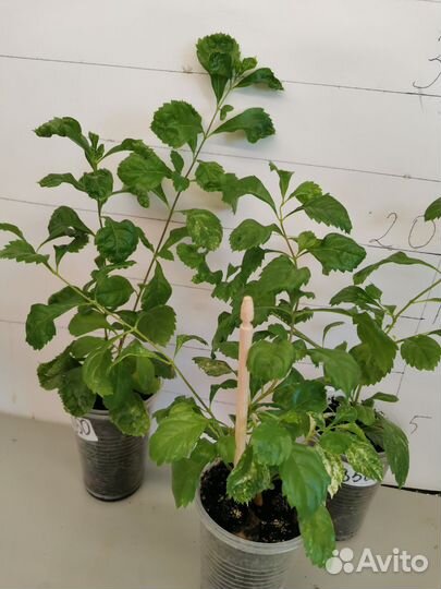 Дуранта вариг