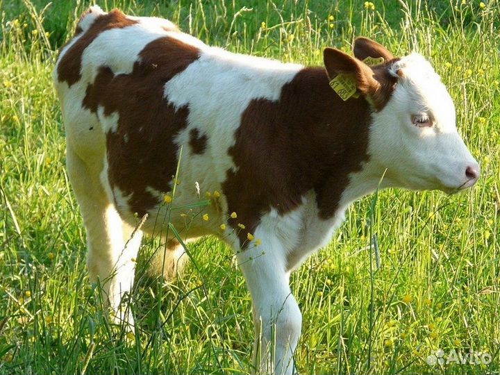 Бычки и телята на откорм, мясные