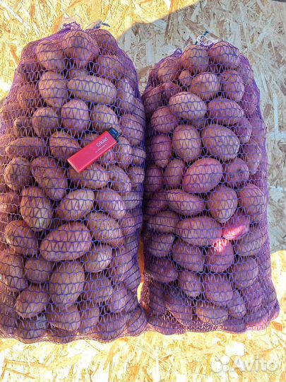 Картошка продажа