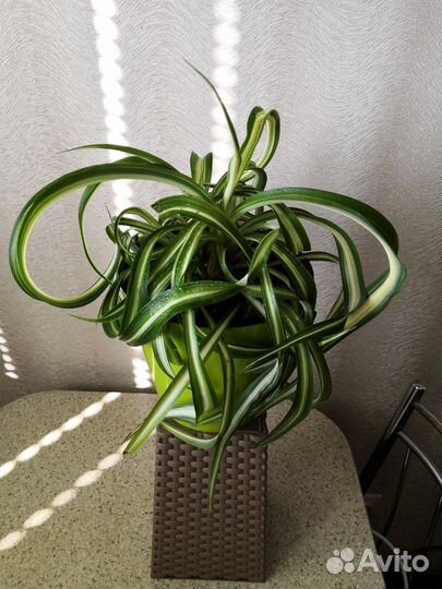 Кислица оксалис, хлорофитумы