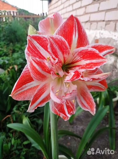 Гиппеаструм амариллис луковицы