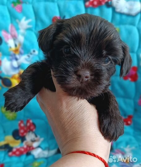 Йоркширский терьер щенки