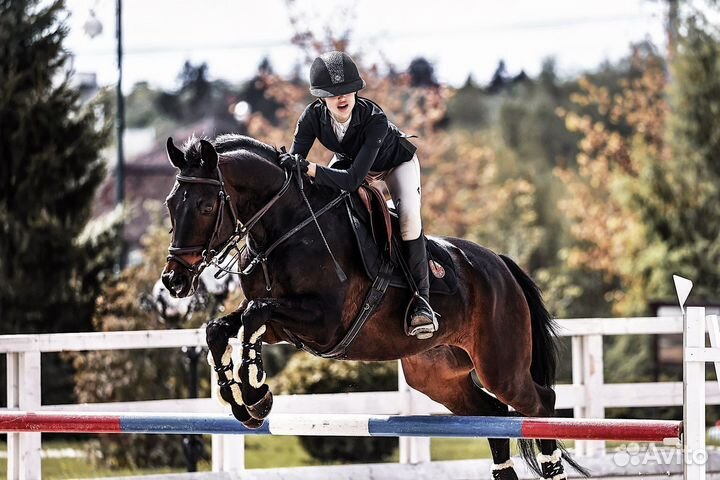 Конный спорт Конкур Выездка