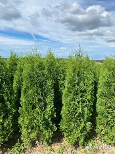 Туя Колумна 100 см