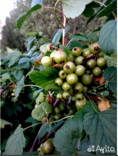 Кусты чёрной смородины и красной